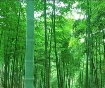 会员注册